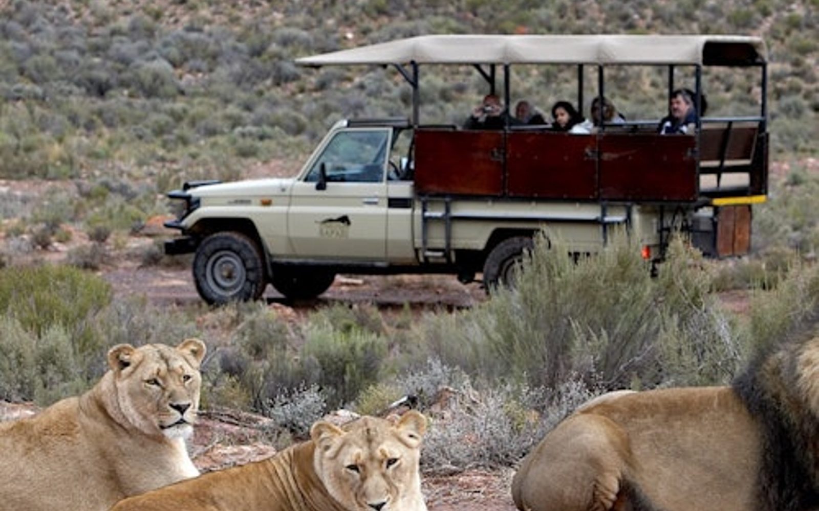 Riserva Privata di Aquila: Tour Safari di Piccolo Gruppo + Pranzo + Trasporto