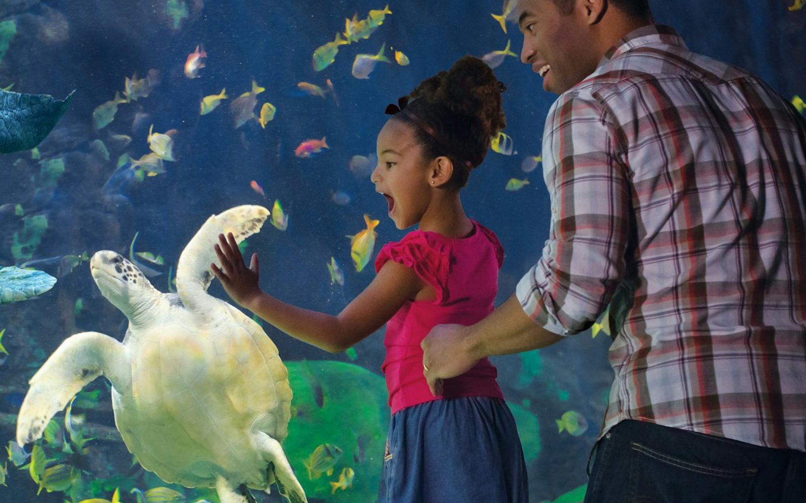 SeaWorld San Diego: Fast Track Ticket