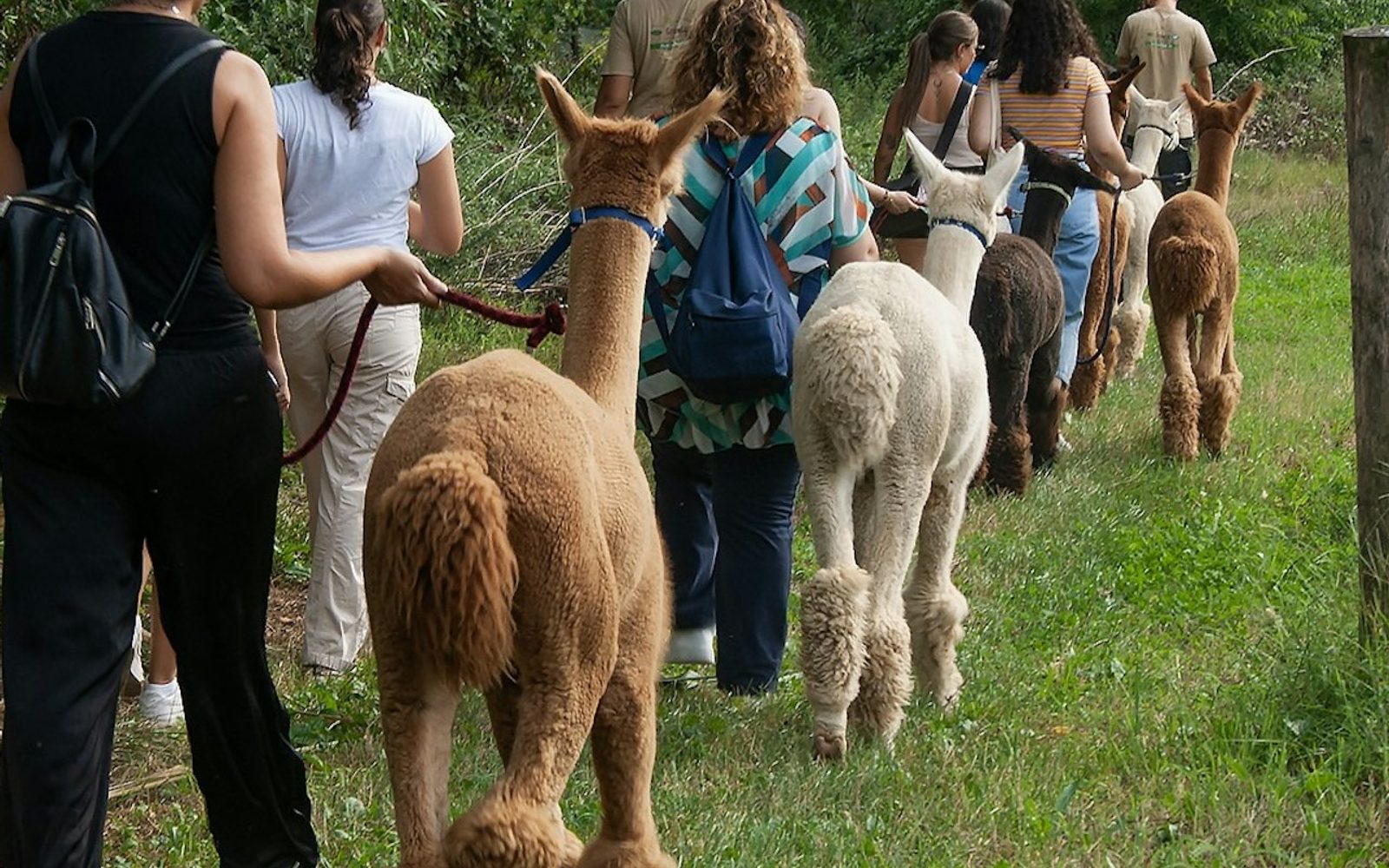 GROW UP - Alpaca del Monviso - Alpaca Farm: Guided Walking Tour