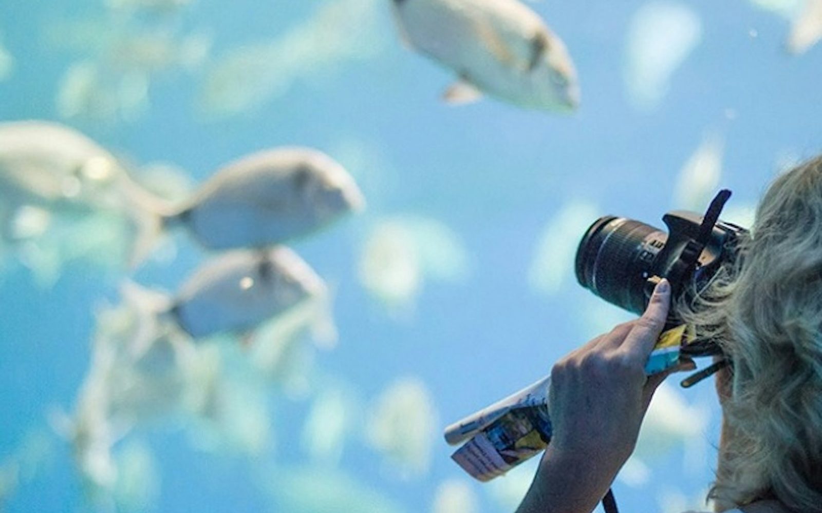 Palma Aquarium: Entry Ticket + Transfer from North