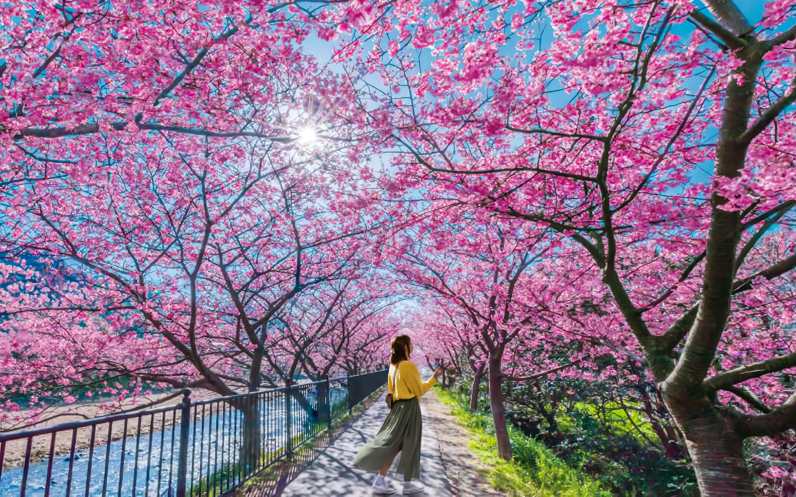 Tokyo Cherry Blossom Day Tour: Kawazu Cherry Blossom Festival and Jogasaki Coast