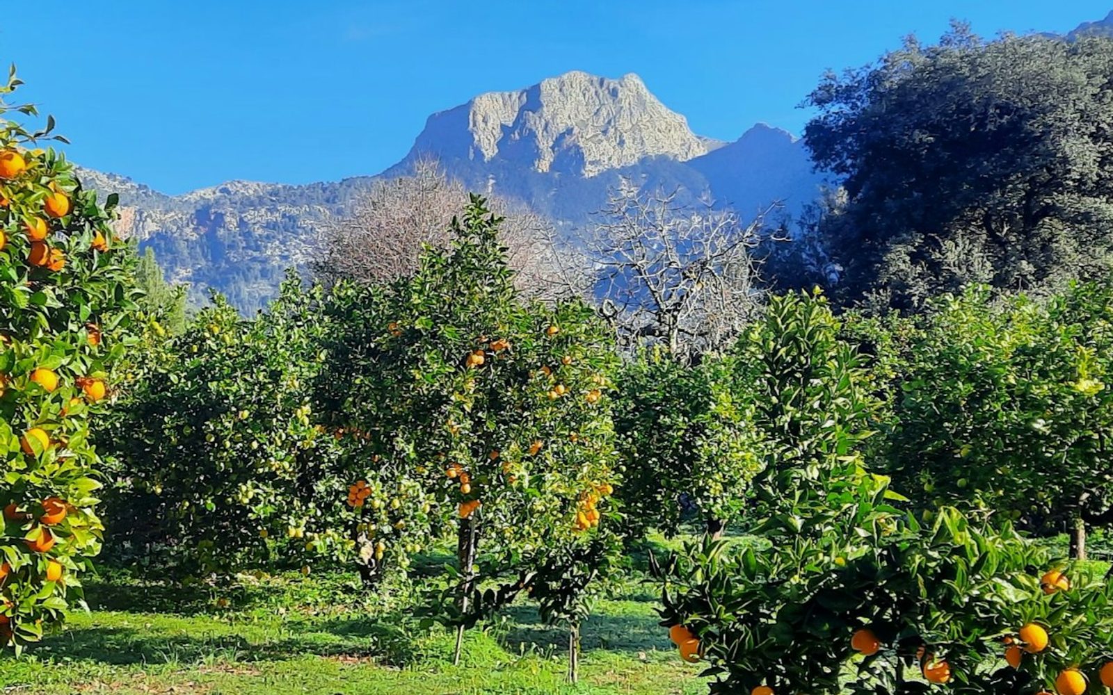 Mallorca: Orange Valley & Valldemossa Guided Tour + Transfers