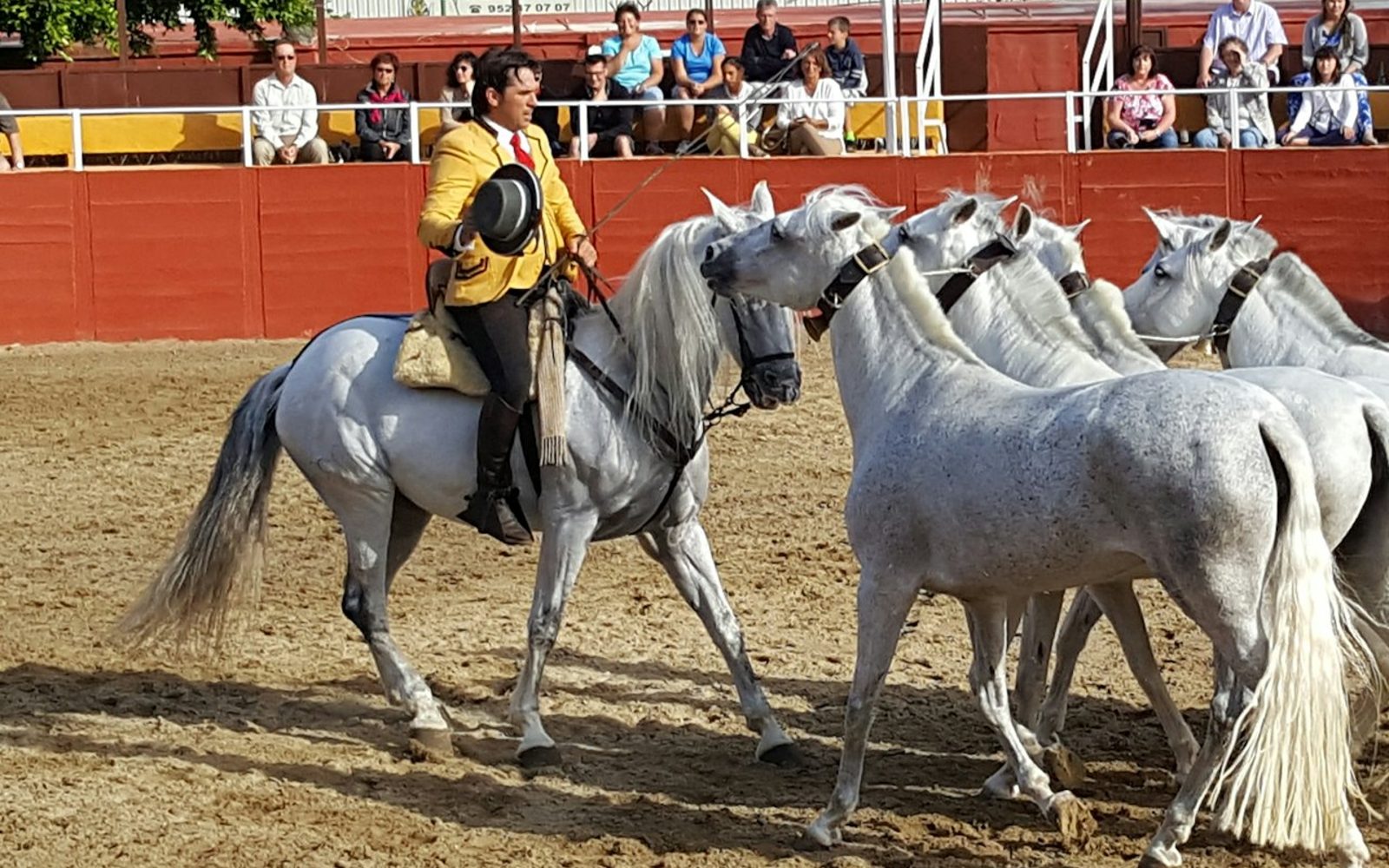 Las Lagunas de Mijas: Evening Equestrian Show + Hotel Transfer