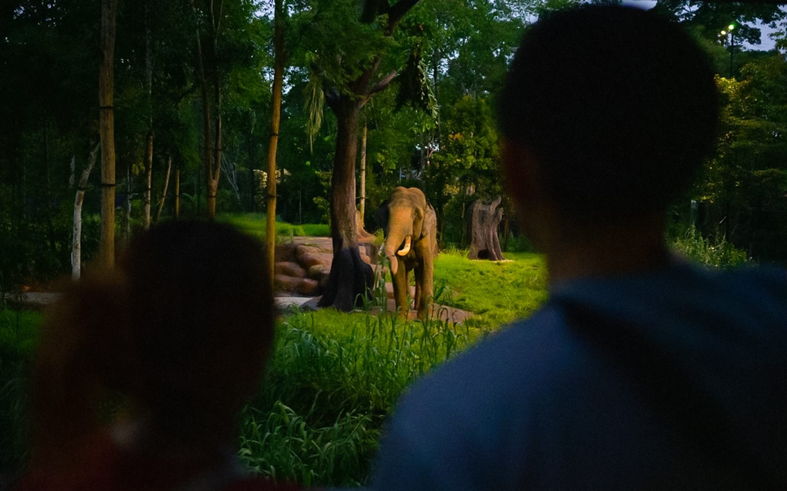 2-Parks Destination Pass: Night Safari + Rainforest Wild ASIA