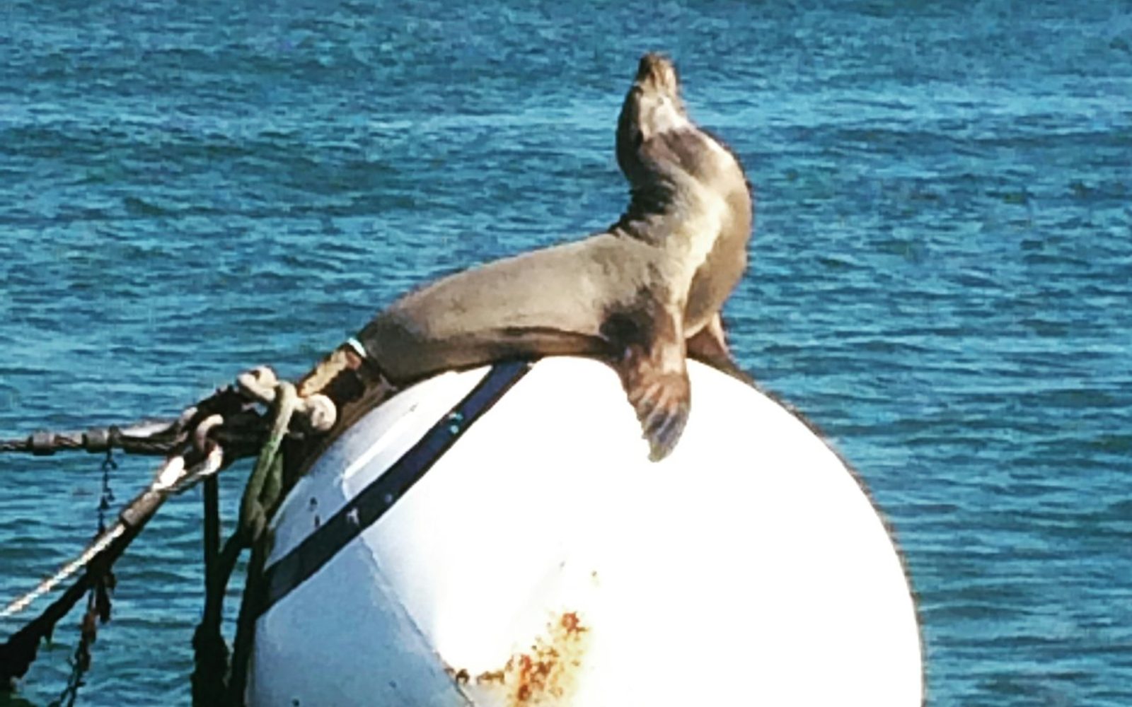 San Diego Bay: Sunset Sail Aboard a Classic Yacht