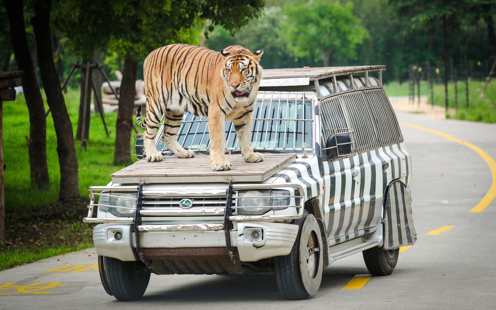 Shanghai Wild Animal Park Tickets