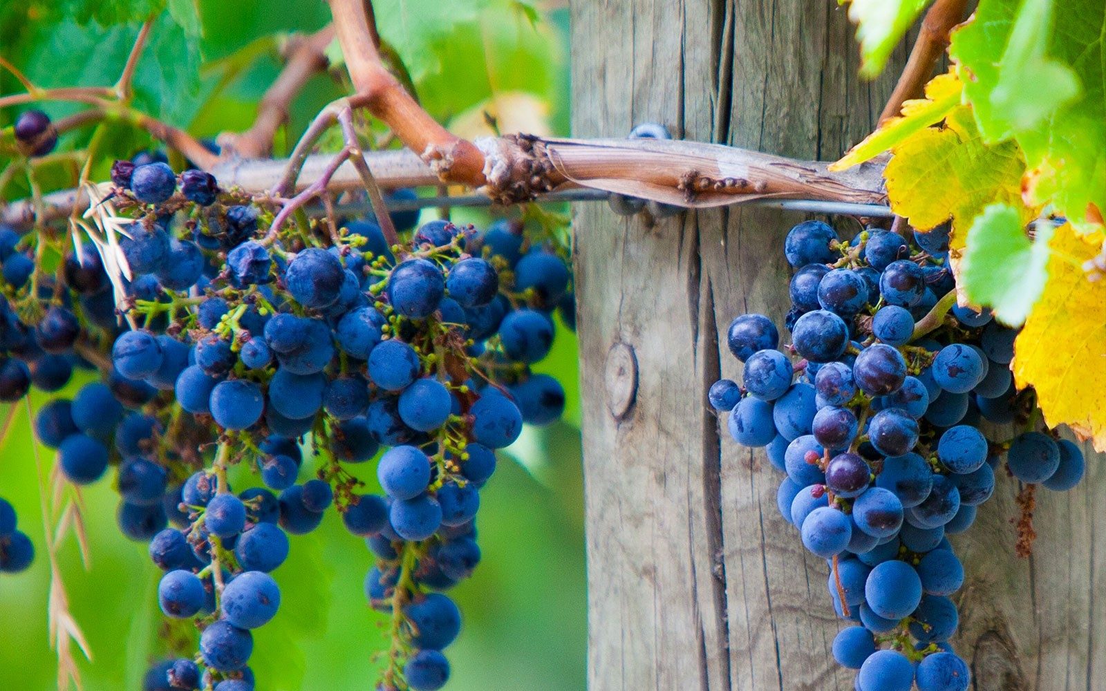 Tour de vins a la península de Mornington des de Melbourne amb dinar