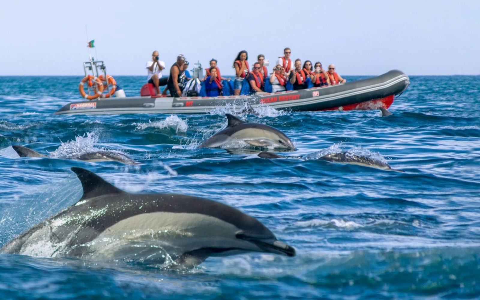 Benagil Caves: Guided RIB Boat Tour from Albufeira + Dolphin Watching