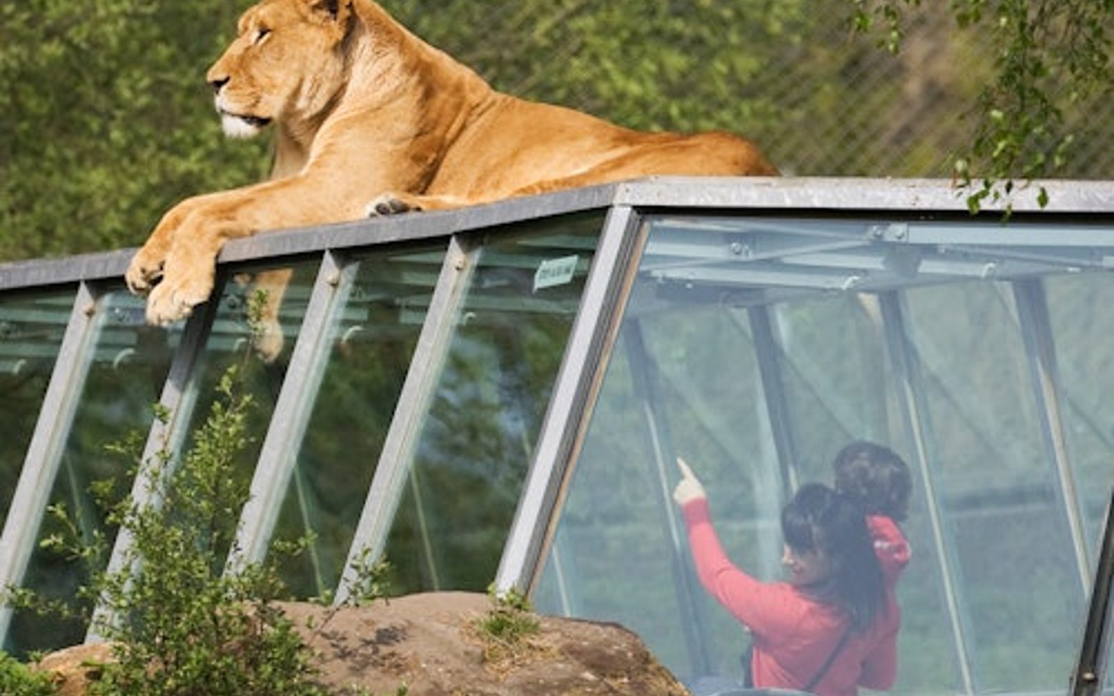 Safari Thoiry: Entry Ticket