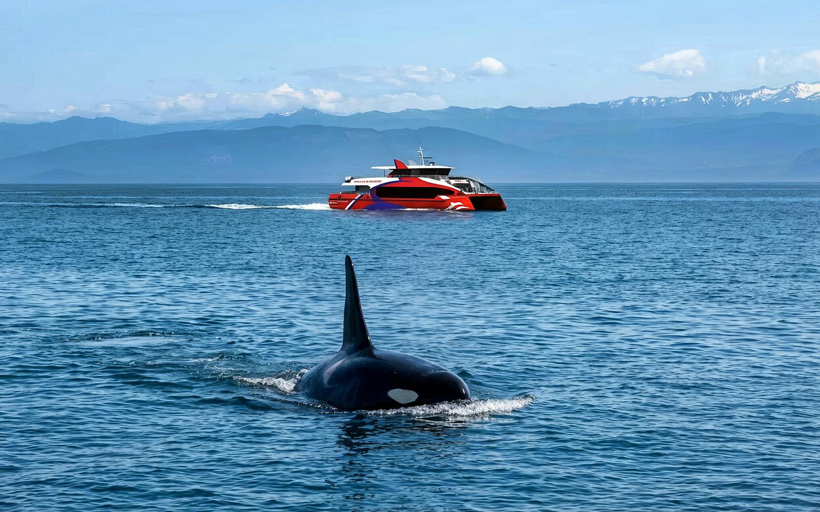 Seattle WIldlife & Whale Watching Tour