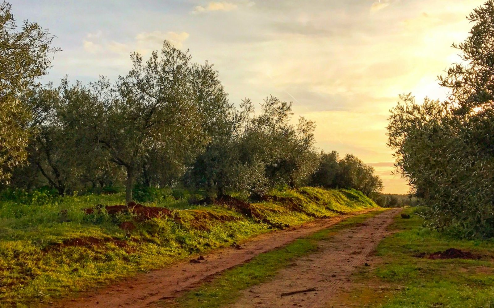 Olive Oil Farm from Seville: Guided Tour