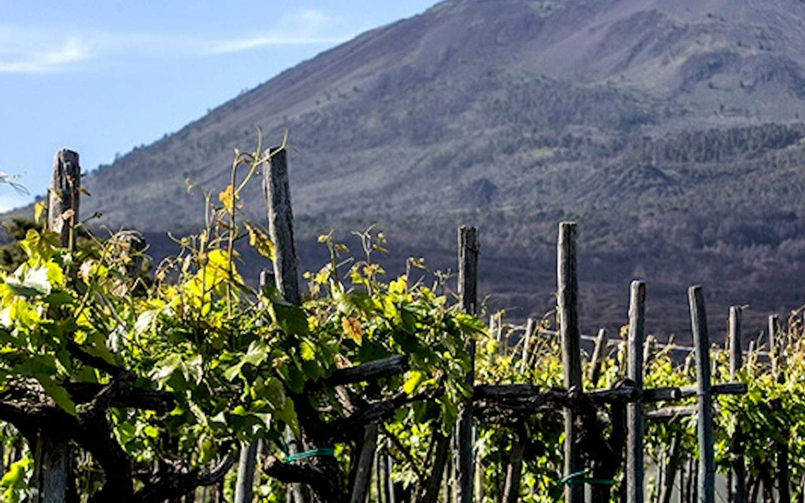 Vesuvius: Wine Tasting