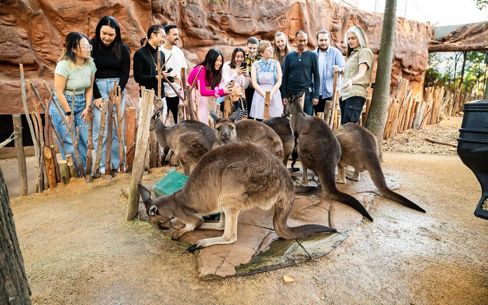 Frühstück mit Koalas Karten im WILD LIFE Sydney Zoo