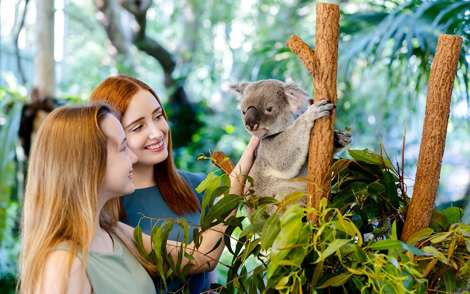 Entradas para el Santuario de Koalas de Port Stephens