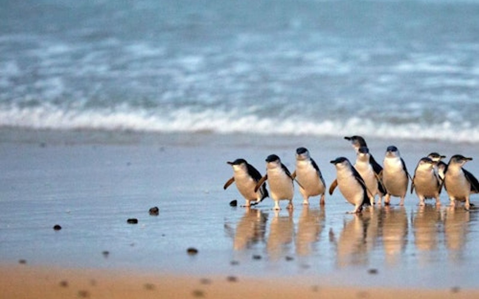 Parques Naturales de Phillip Island: Entrada para el Desfile de Pingüinos