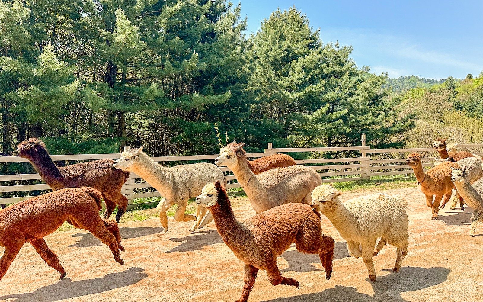 Tour di un giorno alla scoperta della fauna selvatica dell'Isola di Nami con Alpaca World