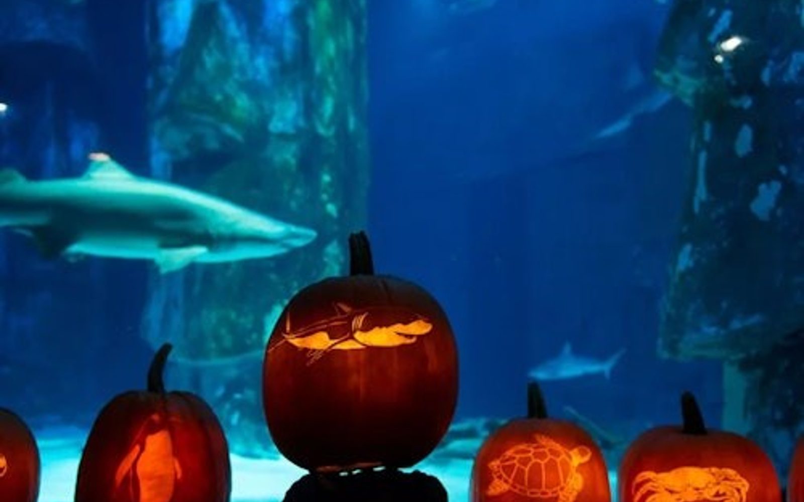 SEA LIFE Kansas City: Entry Ticket