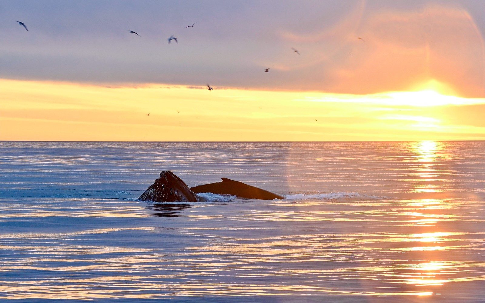 Fra Reykjavik: Midnatsol Hvalsafari