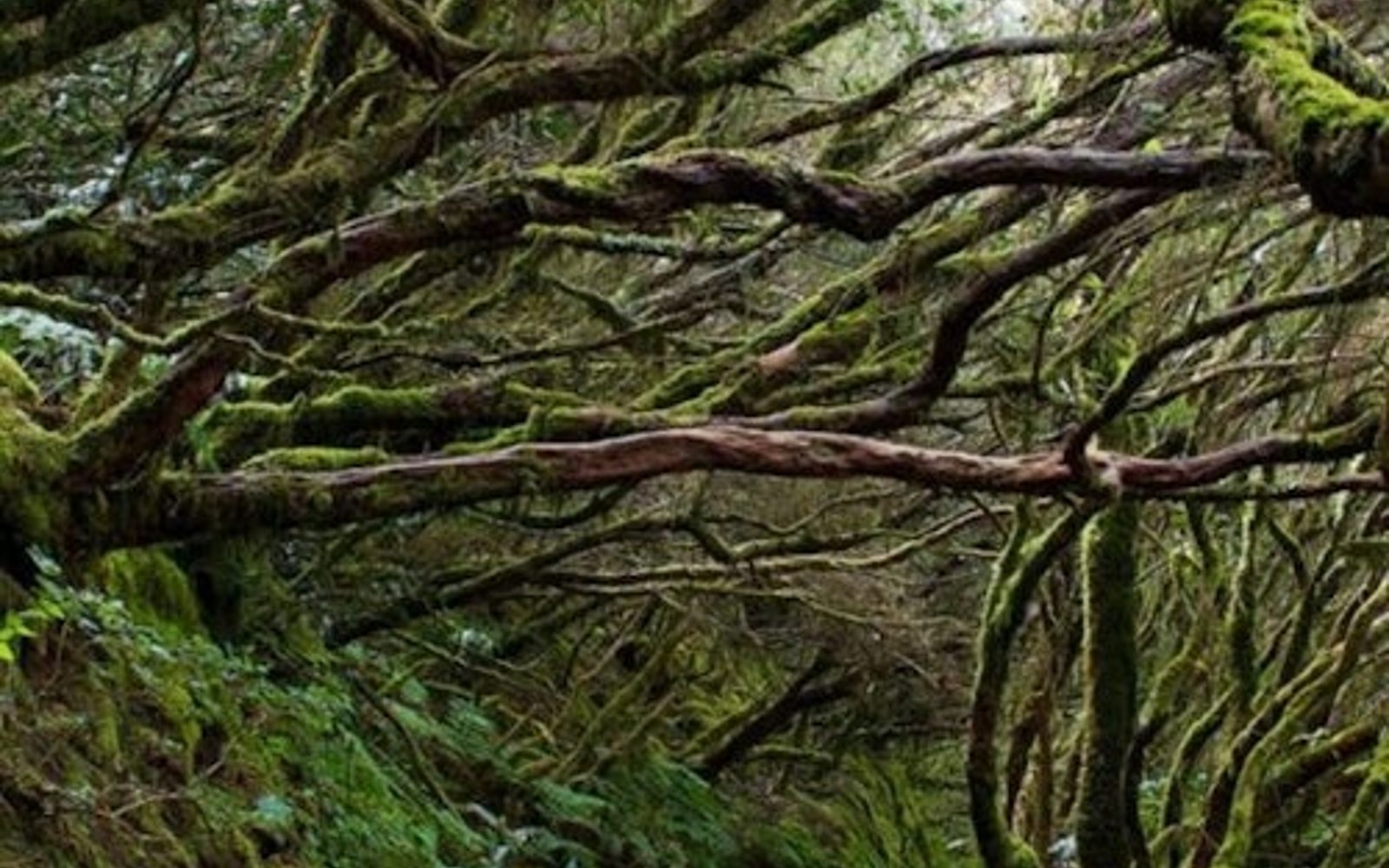 Parque Rural de Anaga: Guided Forest Tour with Wellness Activities