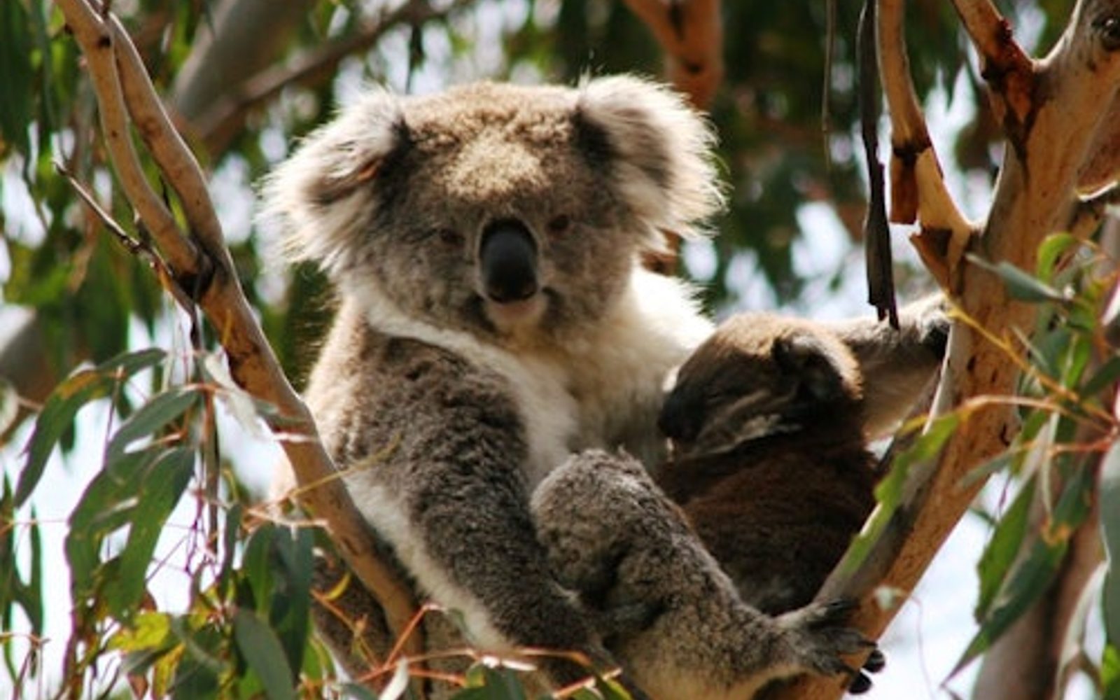 Phillip Island Nature Parks: Koala Conservation Reserve Entry
