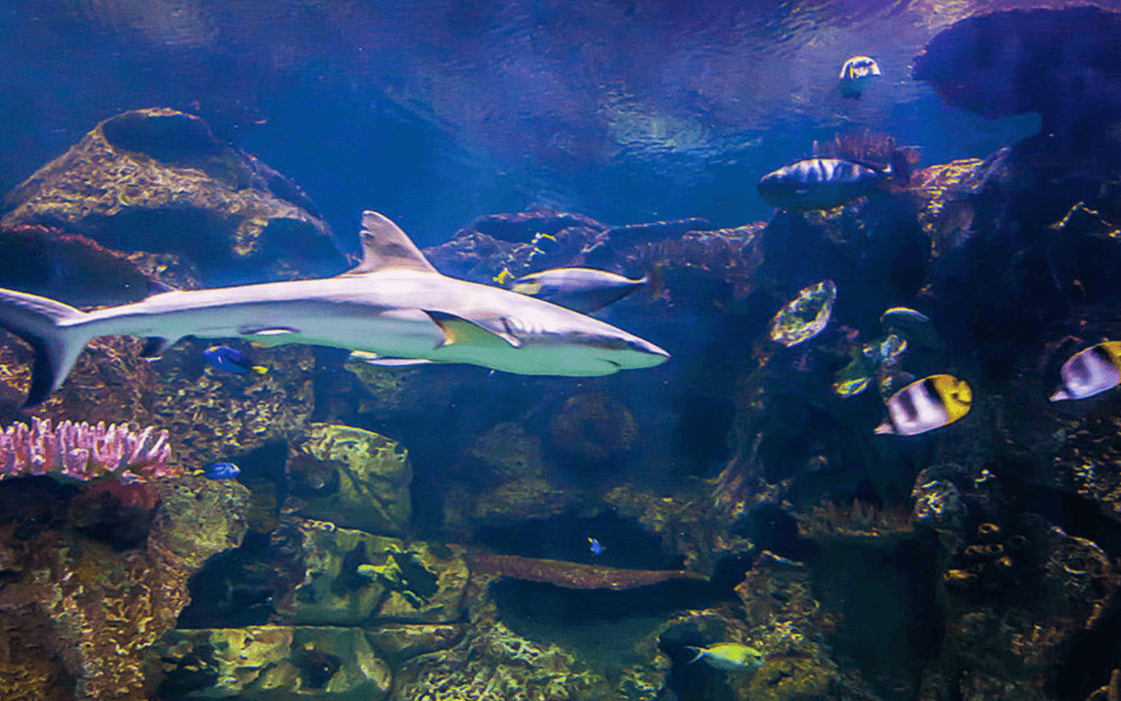 Shark Reef Aquarium at Mandalay Bay: Entry Ticket