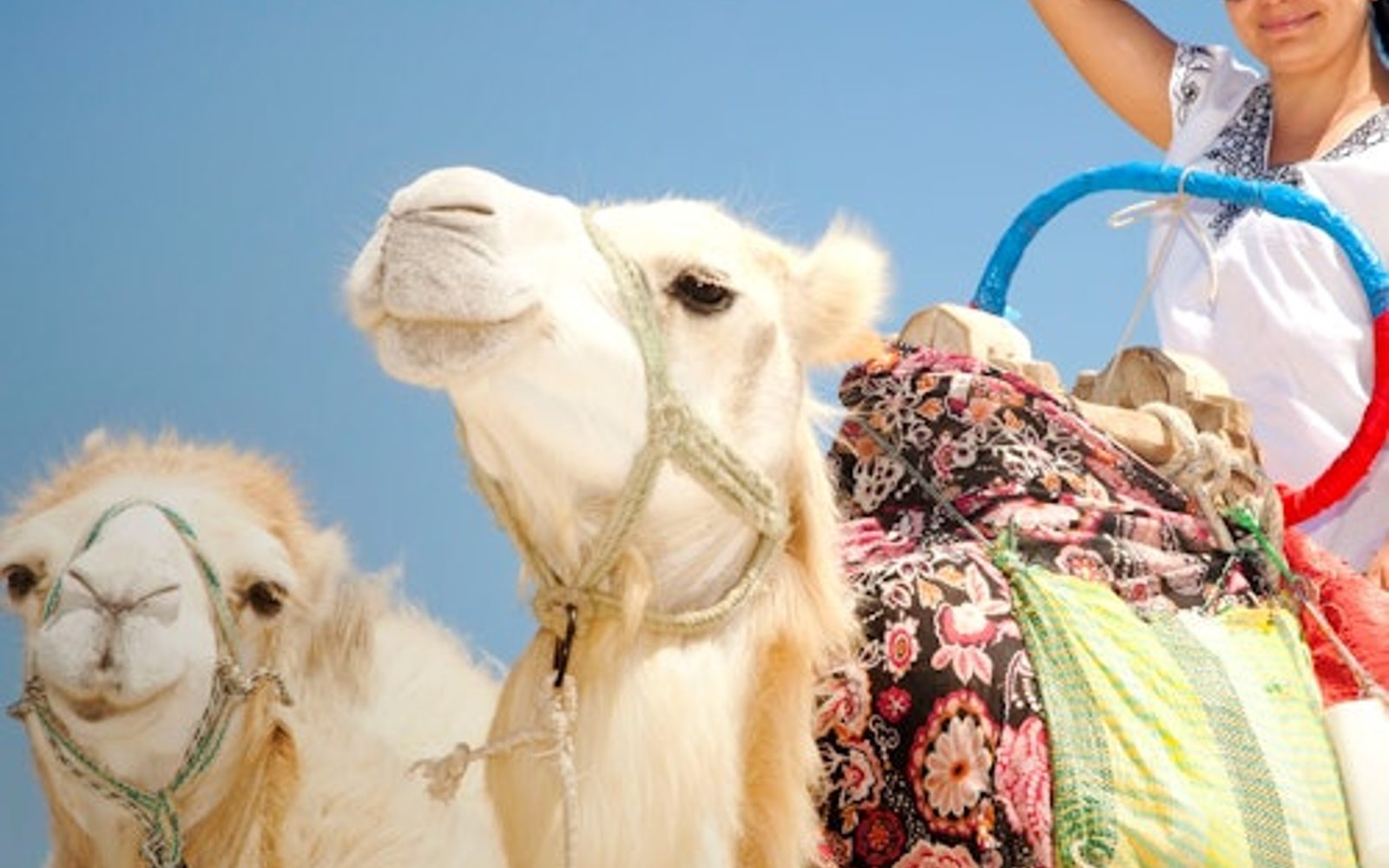 Hurghada: 1-Hr Guided Camel Ride + Transfer