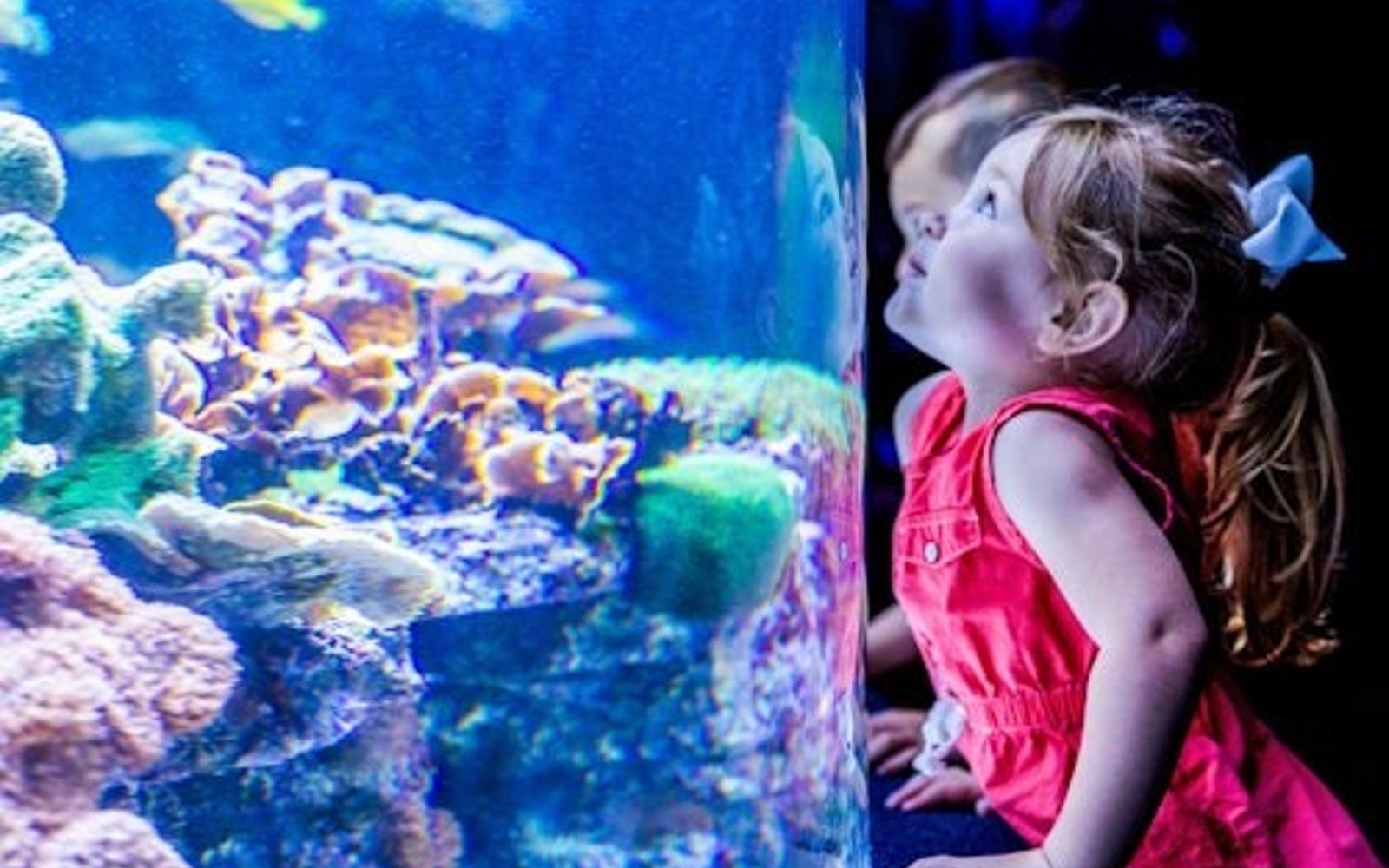 Myrtle Beach: Aquário Ripley's + 2 Atrações