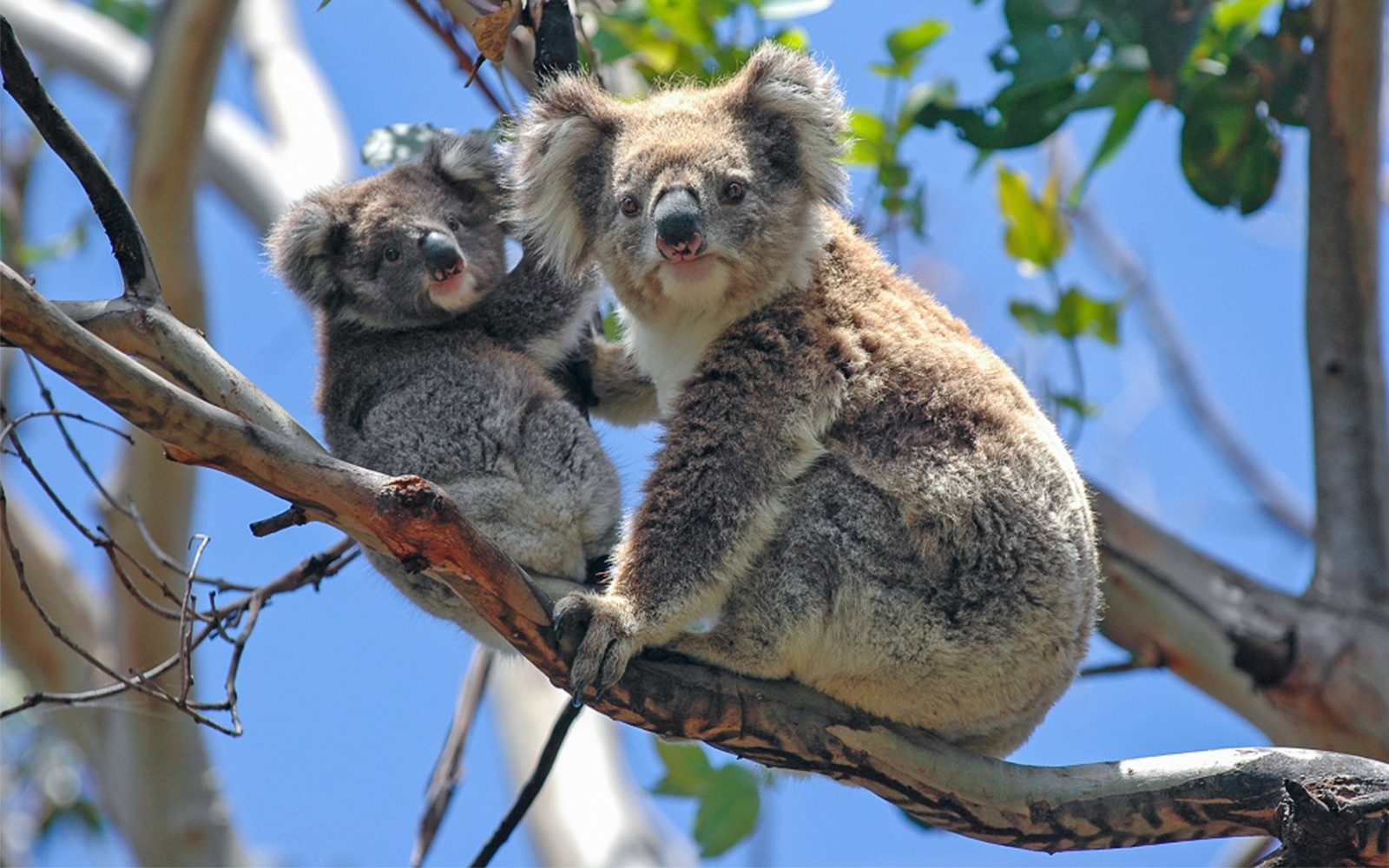 [Headout exklusiv 10% rabatt] Heldagstur till Phillip Islands djurliv och Brighton Beach-lådor