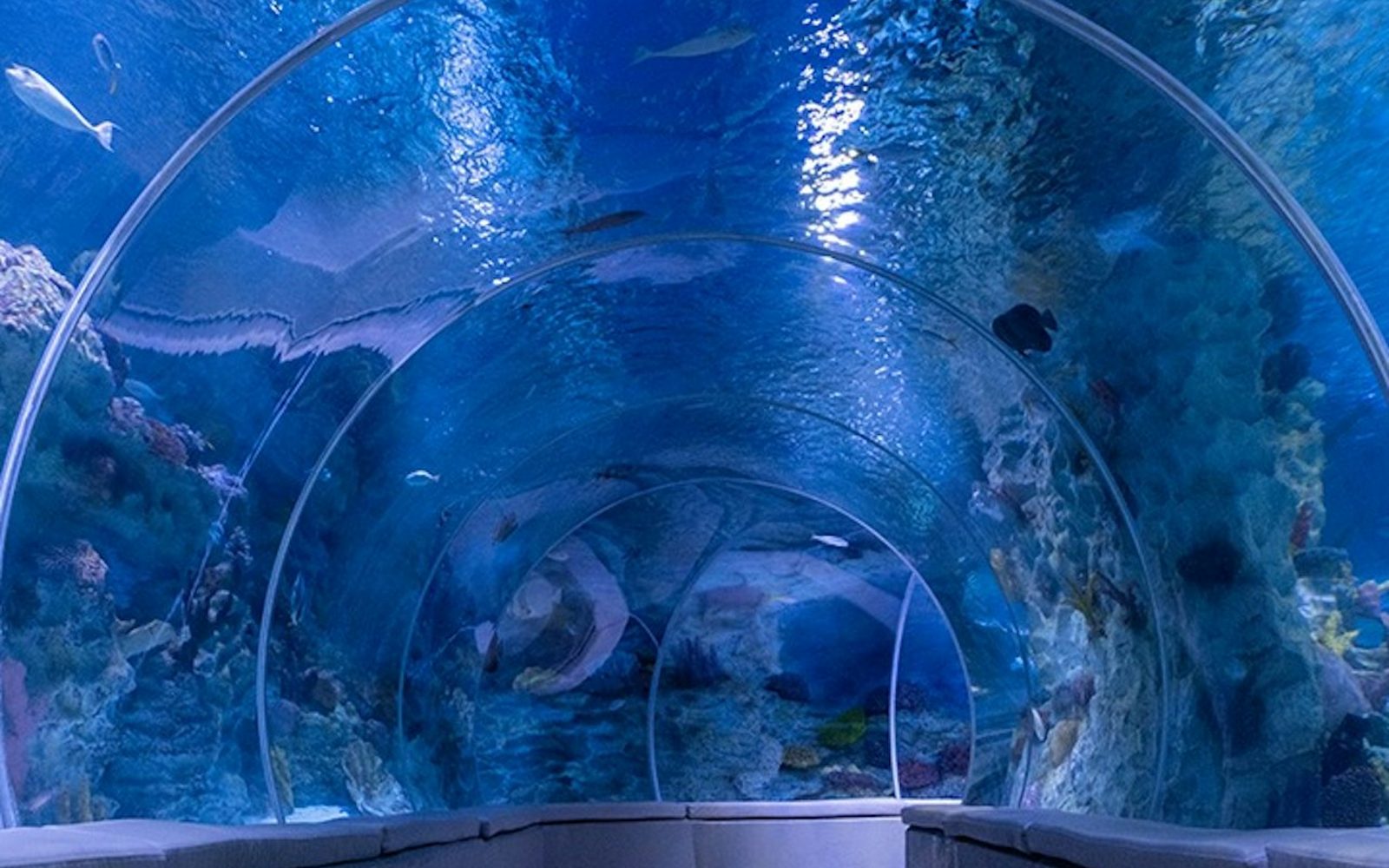 Istanbul: Emaar Aquarium & Underwater Zoo Entry Ticket