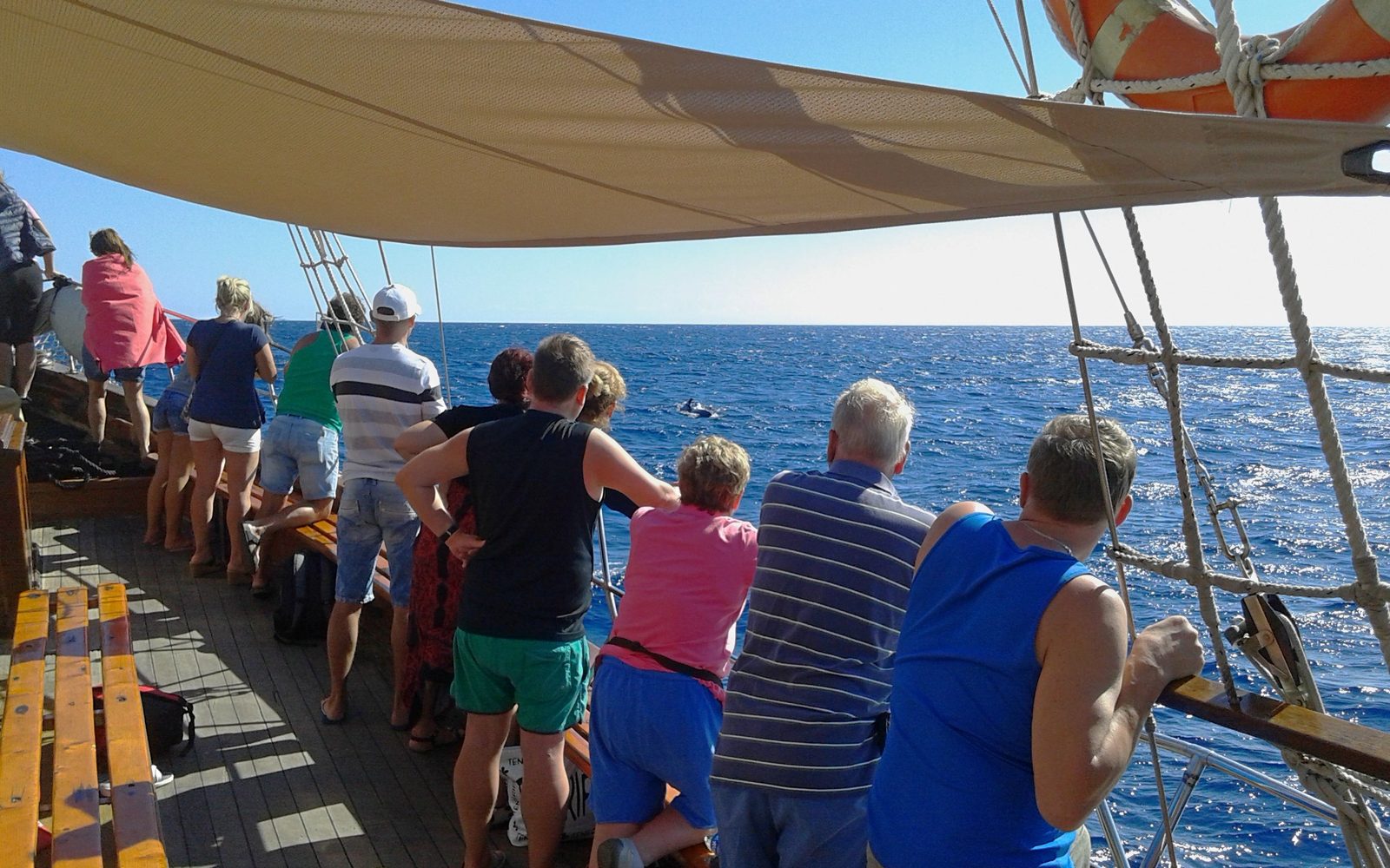 Los Cristianos: Whale and Dolphin Watching Cruise with Optional Pirate Themed Boat