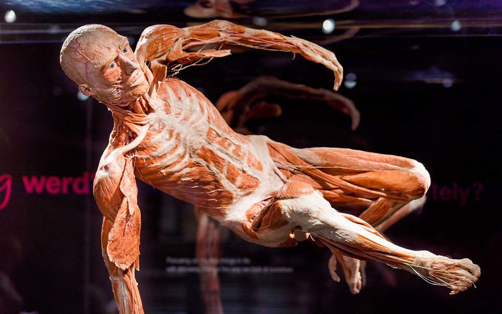 Kombinace: Vstupenky na Body Worlds Amsterdam + Plavba po kanálech