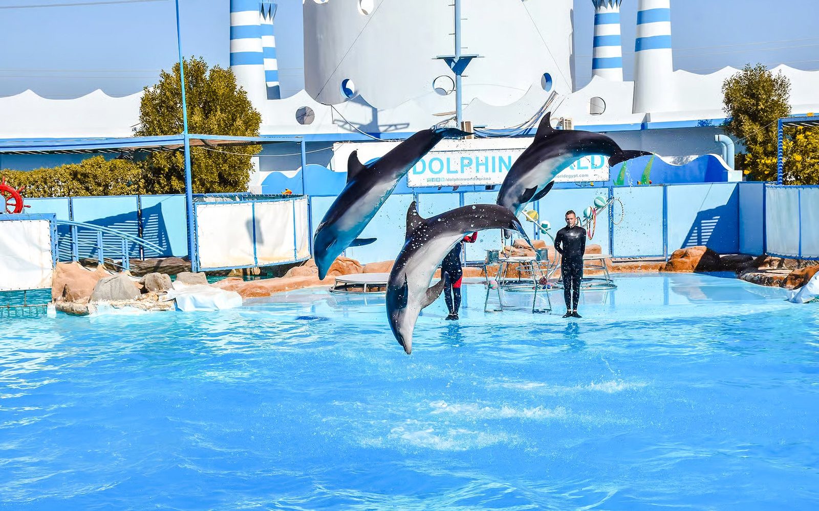 Hurghada Dolphin World Show with Walruses Tickets & Transfers