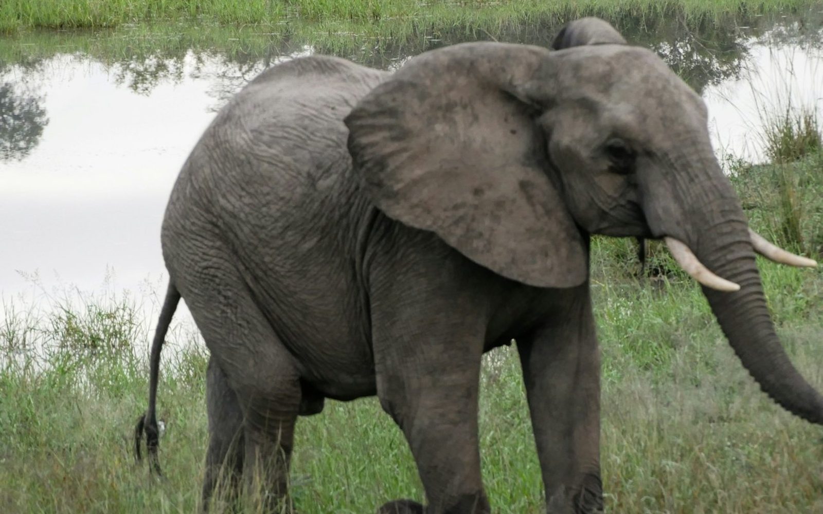 Kruger National Park: Entry + Guided Tour + Transport
