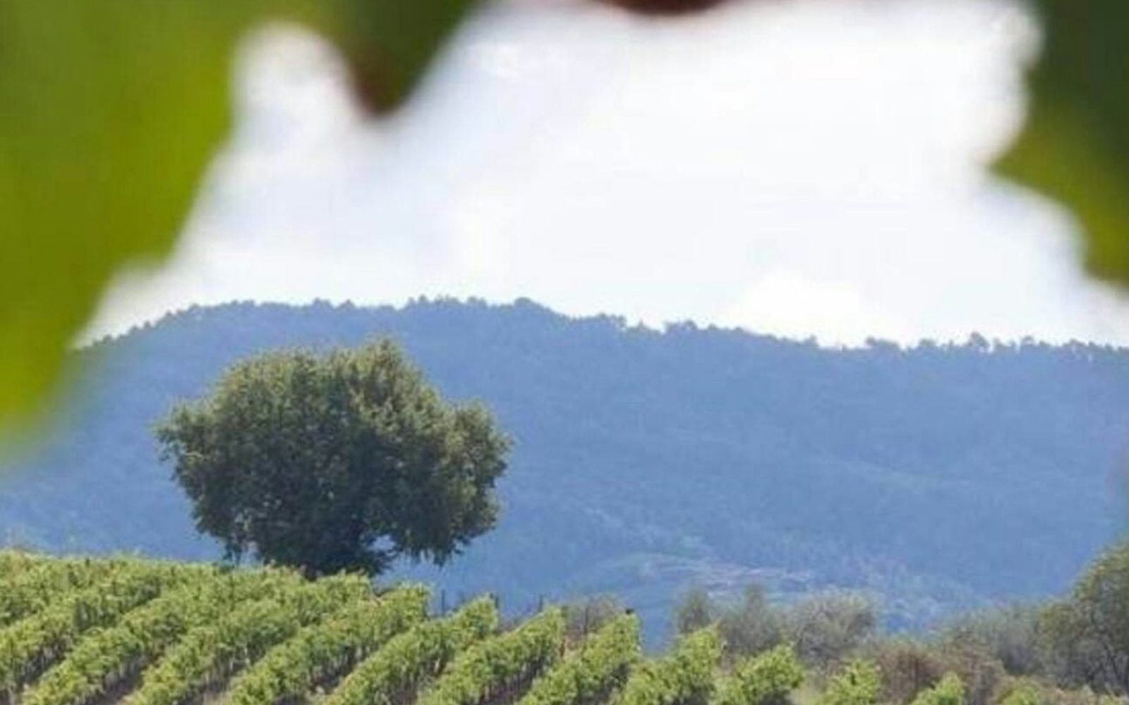 Chianti & Castles: Day Trip from San Gimignano + Wine Tasting
