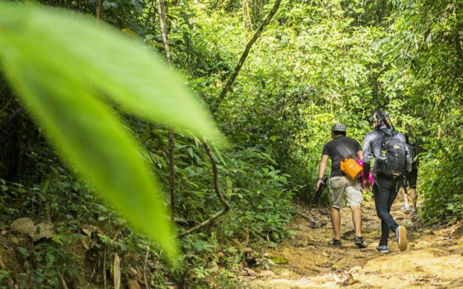 Phuket: Khao Phra Thaeo National Park Guided Trek + Lunch + Transfer