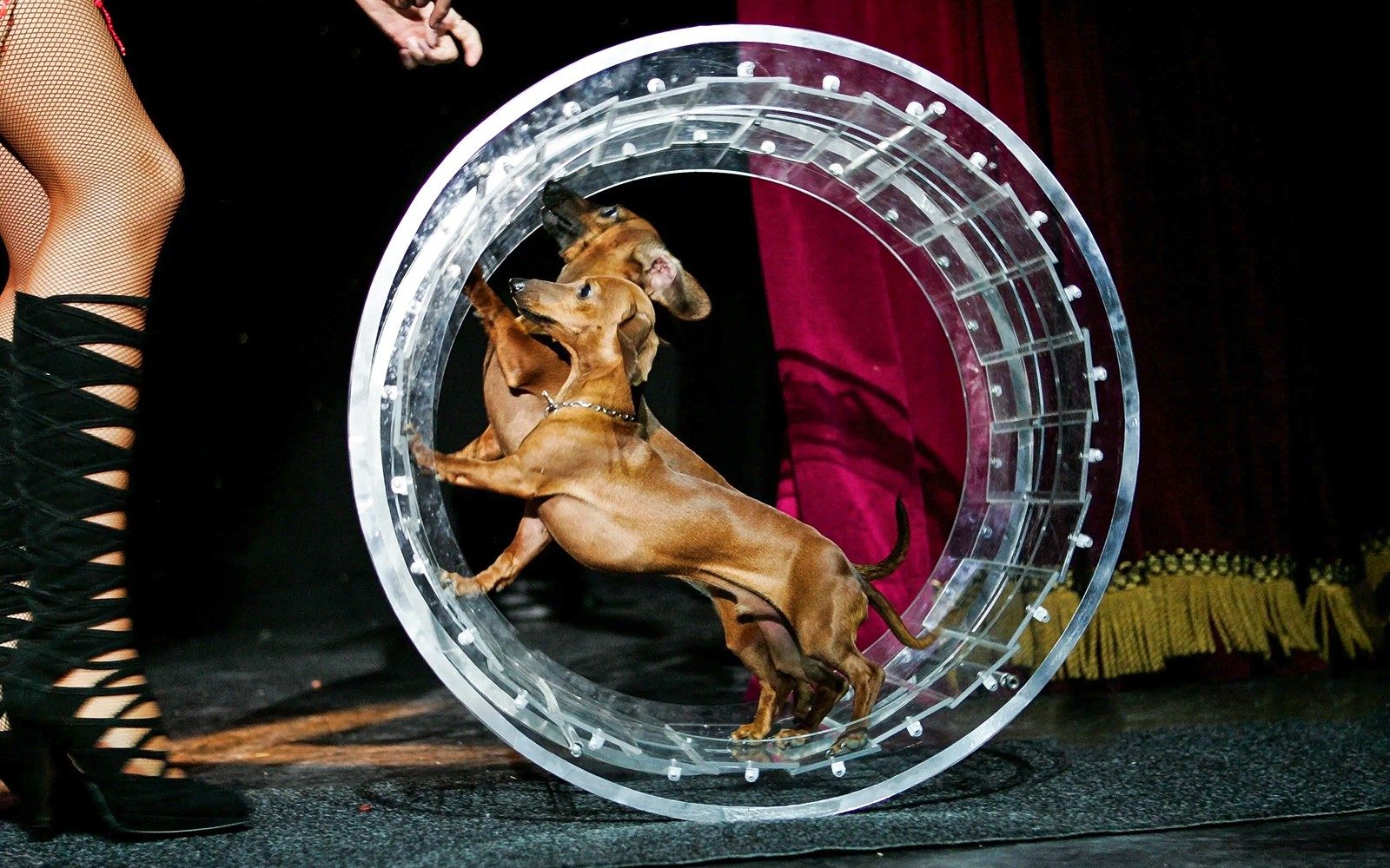 Popovich Comedy Pet Theater