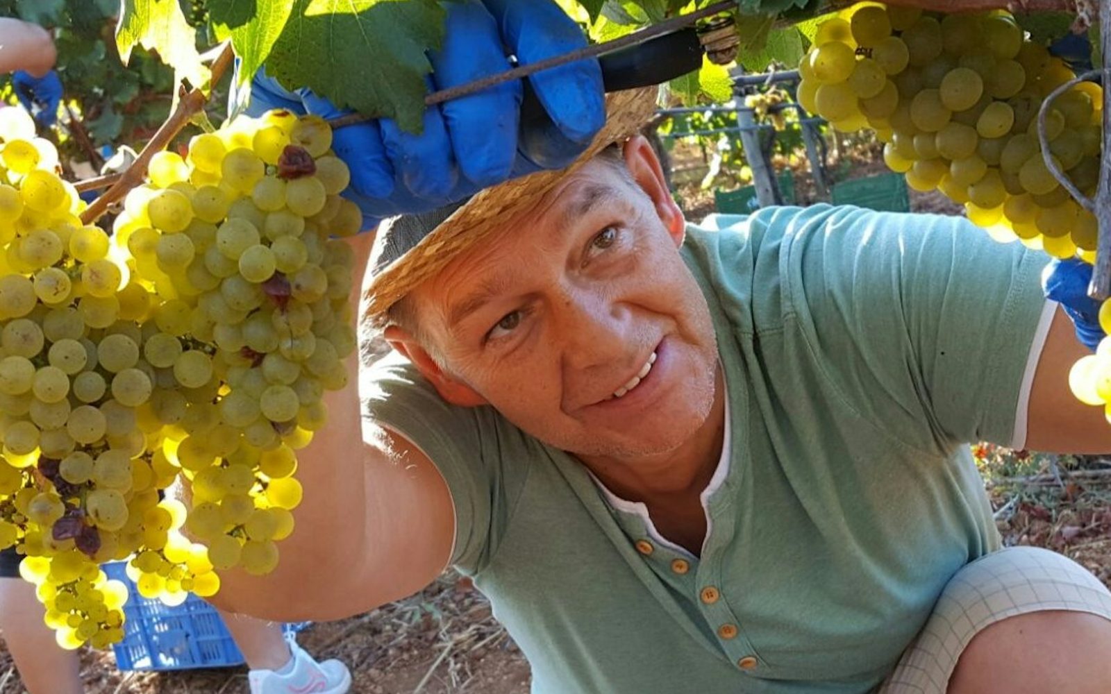 Mallorca: Winery & Olive Mill Guided Tour + Tastings + Roundtrip Transfer
