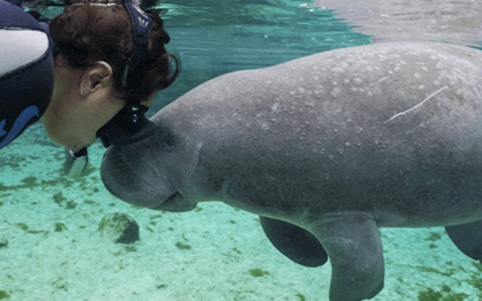 Homosassa State Park: Day Trip from Orlando + Swim with Manatees