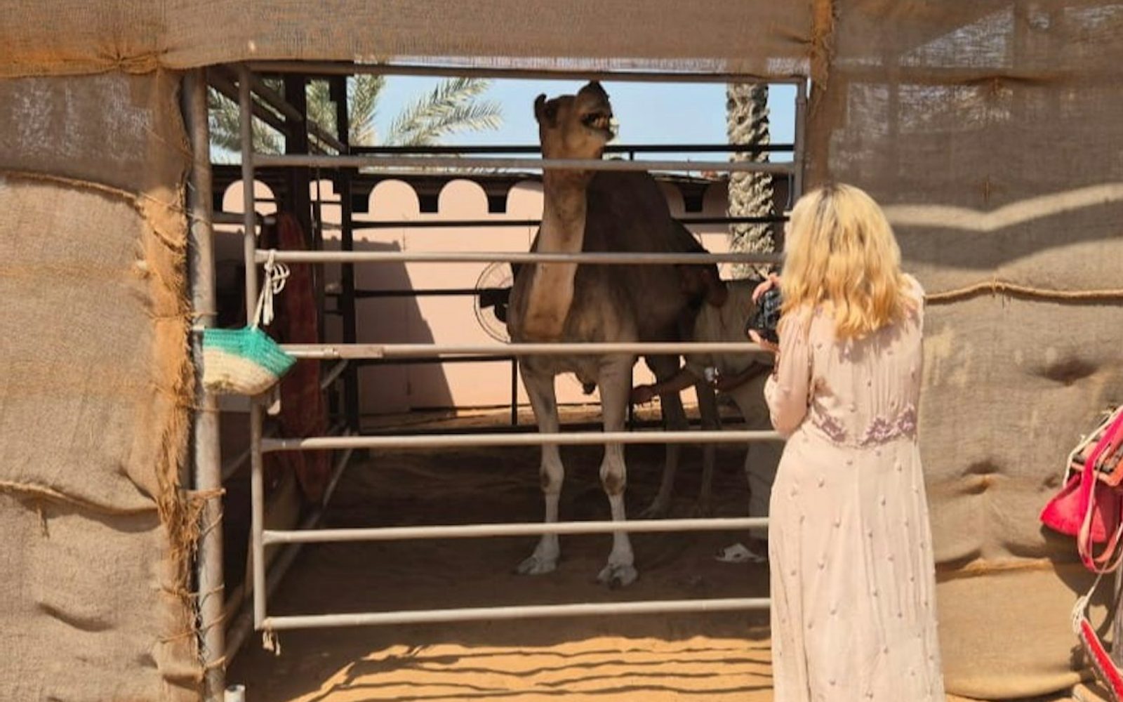 Al Ain: Private Guided Day Tour from Abu Dhabi