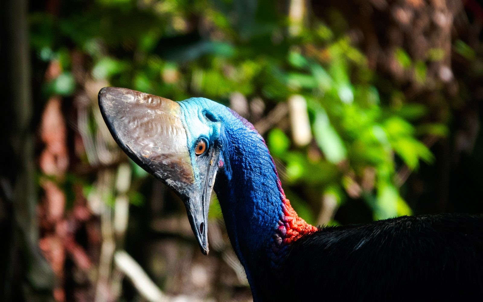 From Port Douglas: Small Group Half Day Tour of Daintree & Mossman Gorge with River Cruise & Picnic Lunch