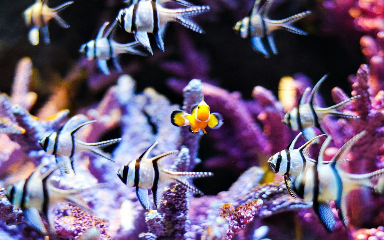 SEA LIFE Bangkok Ocean World: Entry Ticket