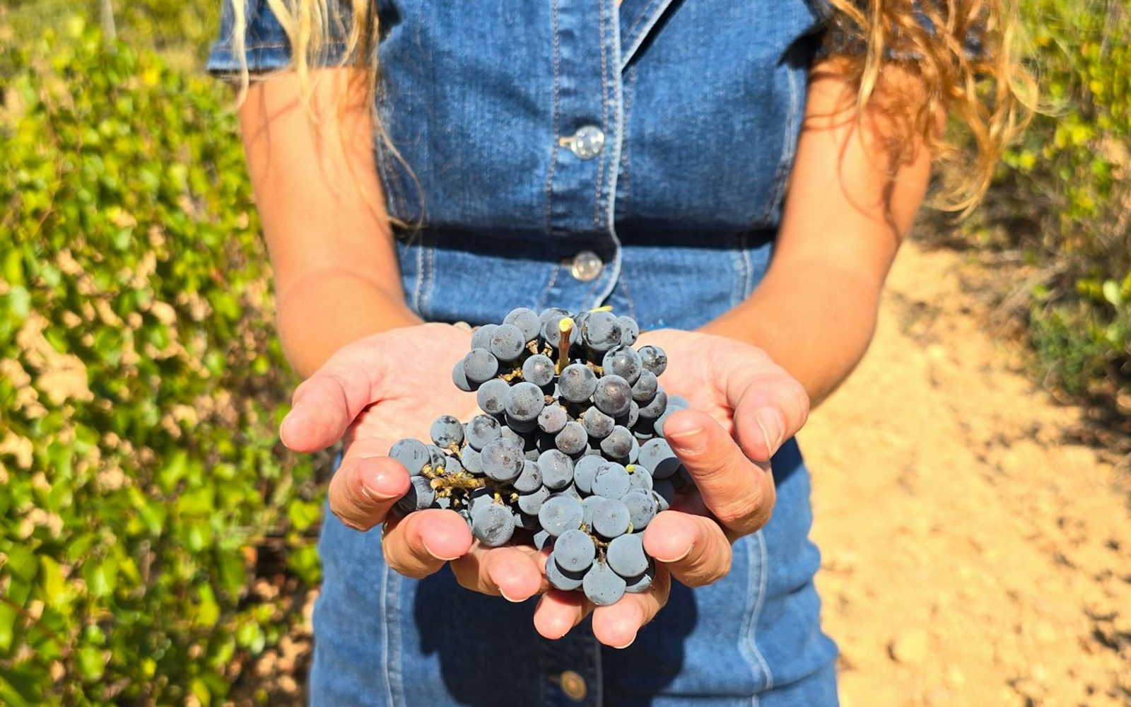 Utiel-Requena Vineyards: Guided Tour from Valencia + Wine Tasting