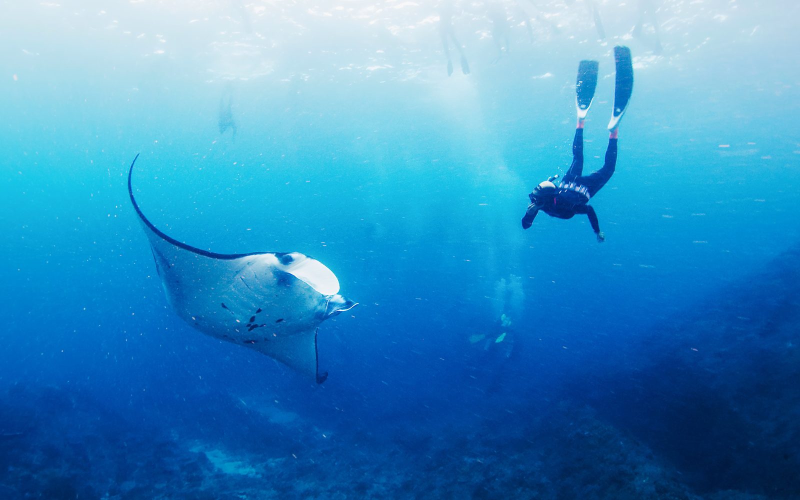 Snorkel with Manta Rays with Lembongan Island Tour & Hotel Transfers