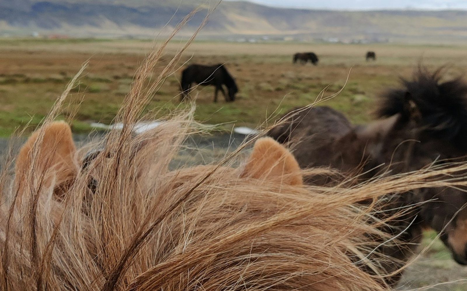 Iceland: Horseback Riding - Heritage Tour