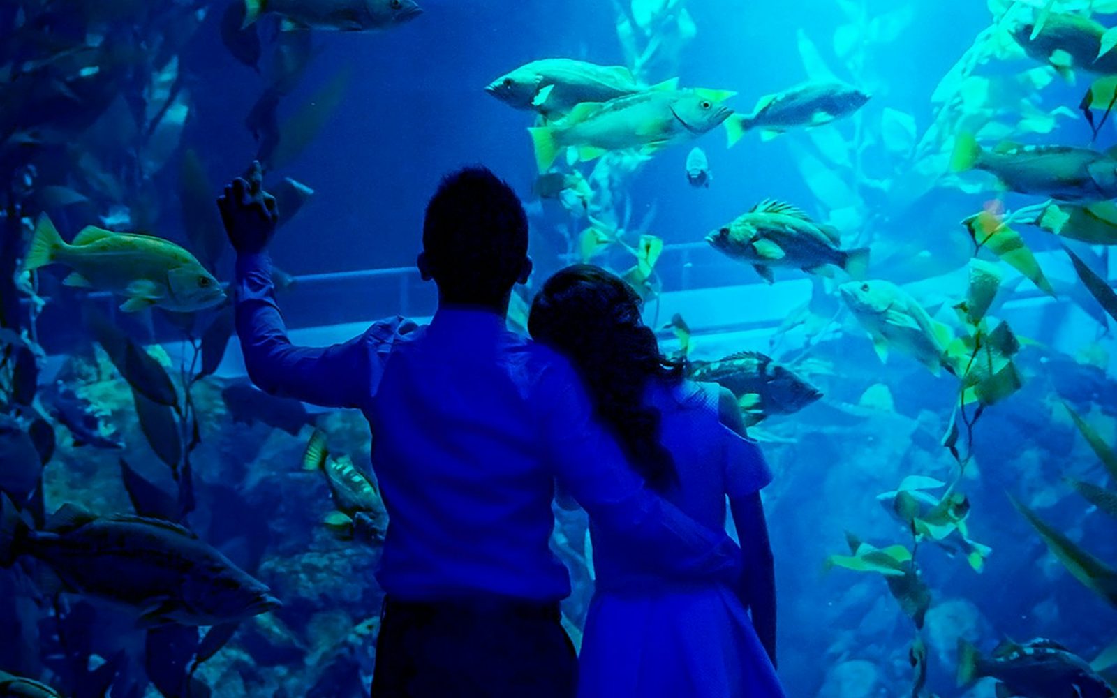 Ripley's Aquarium of Canada: Sharks After Dark