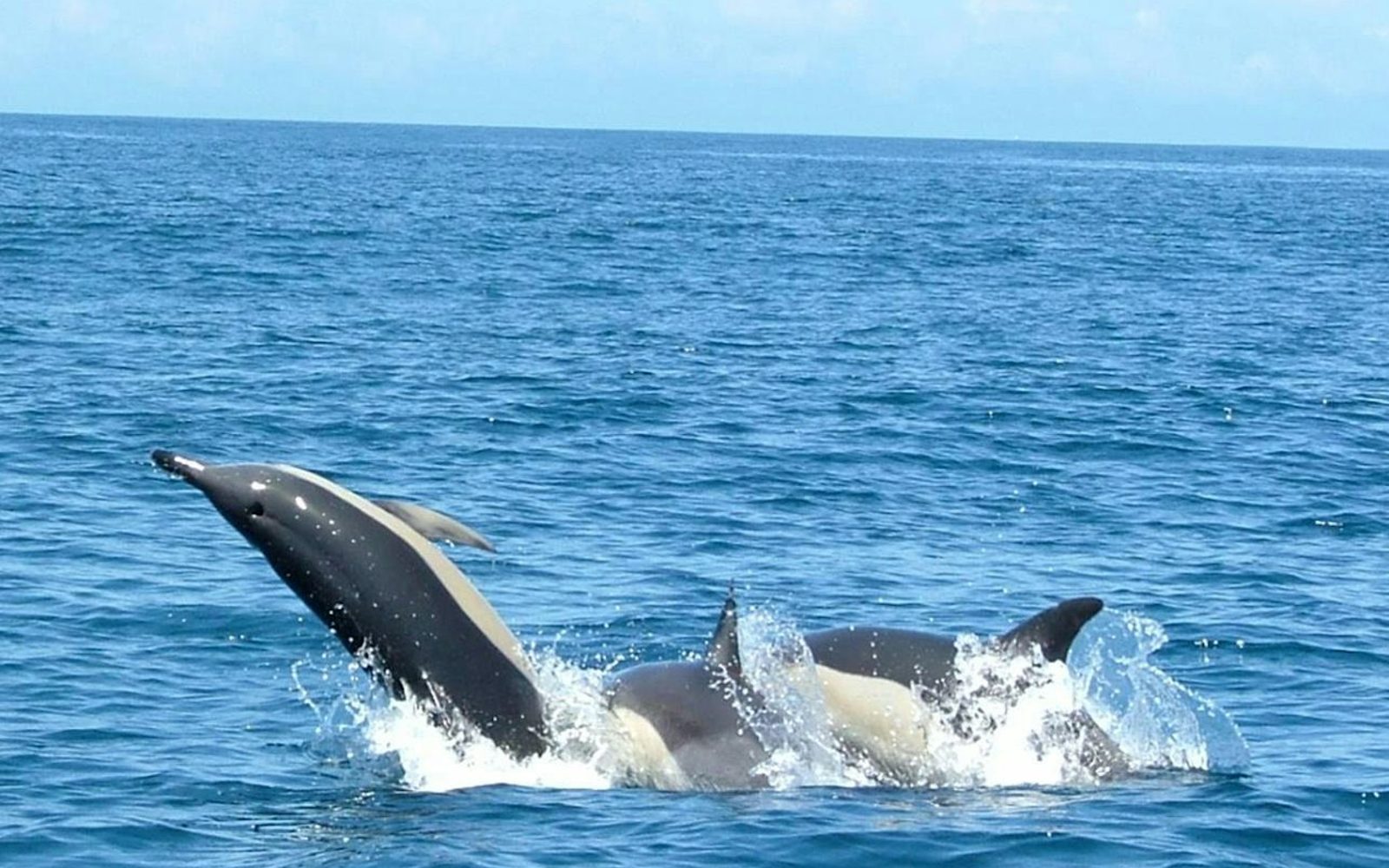 Dolphin Watching Tour from Lisbon