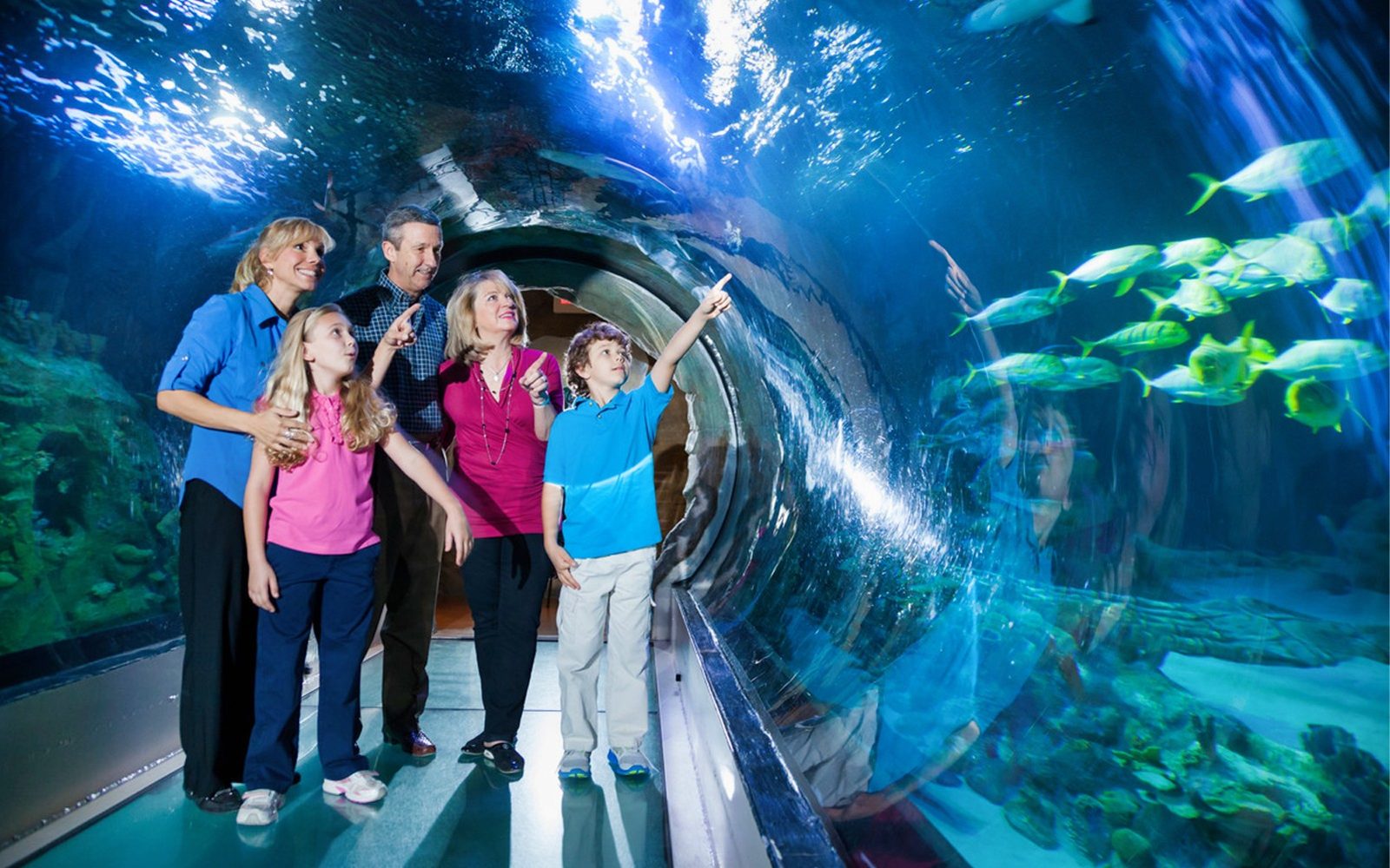 Paquete de Atracciones de ICON Park: La Rueda, Madame Tussaud's y el Acuario SEA Life