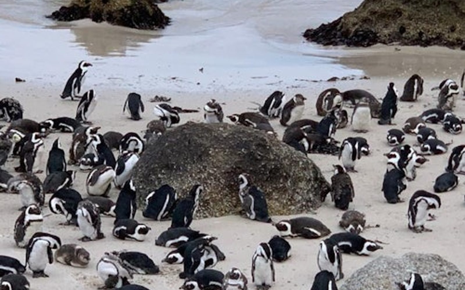 Chuyến Tham Quan Riêng Tư Cape Point & Bãi Biển Boulders Với Cuộc Gặp Gỡ Chim Cánh Cụt