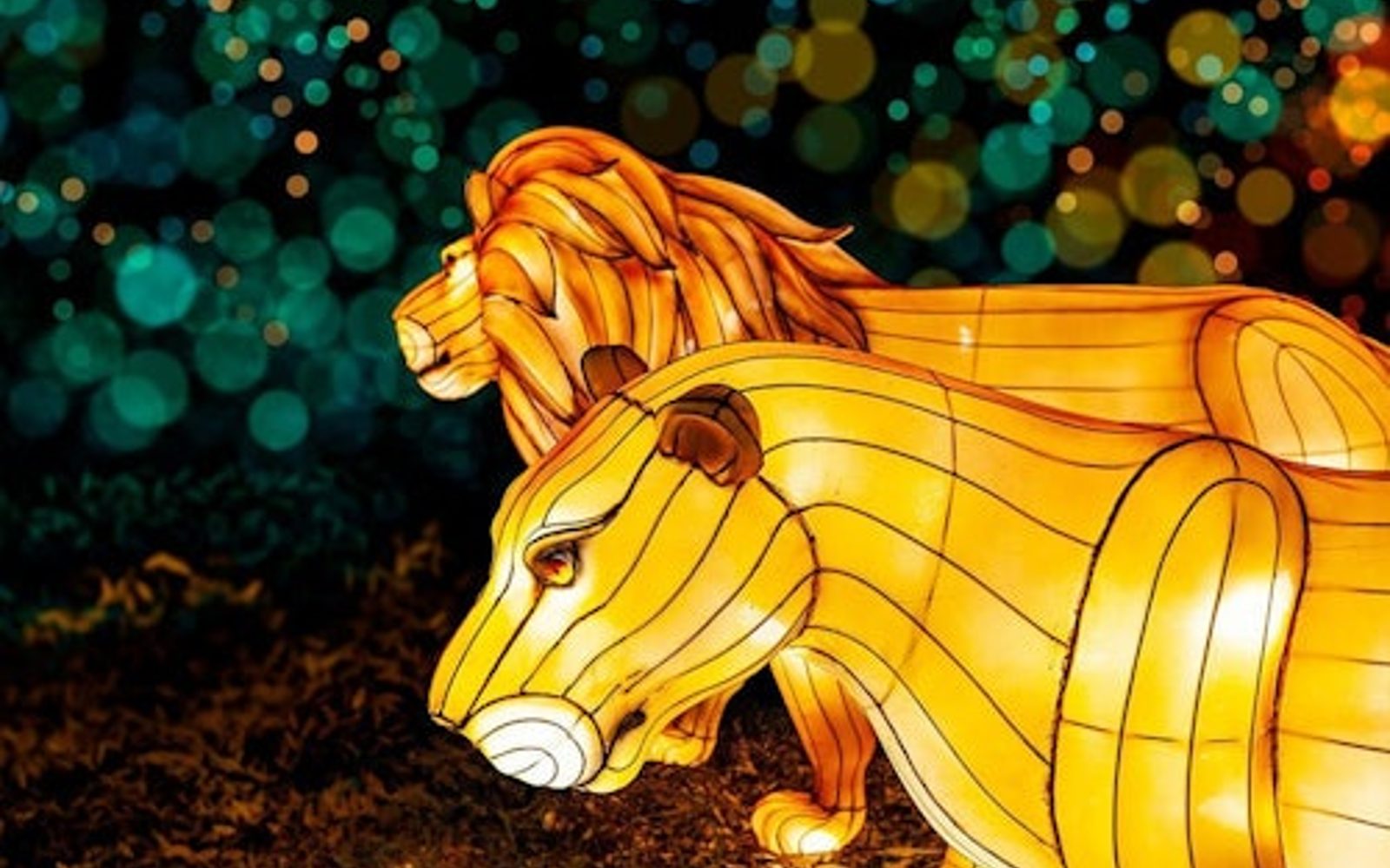 Zoo Lights at Zoo Miami