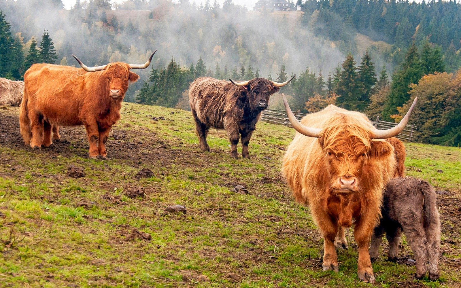 Frá Edinborg: Loch Lomond, Stirling kastali & Kelpies dagsferð